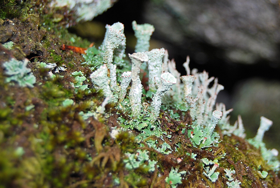 Lichen on Branch
